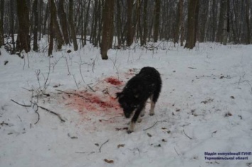 На Тернопольщине собаки отгрызли женщине голову (Фото)