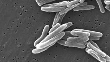 Ученые создали первую за 100 лет вакцину от туберкулеза
