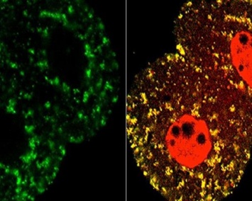Ученые перепрограммировали стволовые клетки эмбриона для изучения развития плода