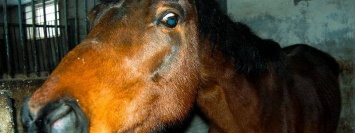 Как в Орловщине спасали лошадей от голодной смерти