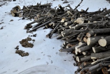 В одесском парке уничтожены десятки деревьев (ФОТО)