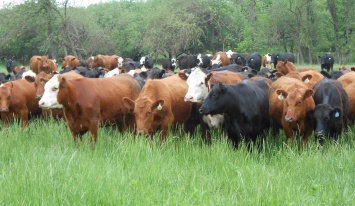 Коровы выделяют меньше метана при "дубильном" рационе