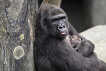 Первая в мире горилла, рожденная в зоопарке, скончалась в США