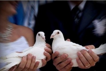 Запорожский волонтер просит не выпускать голубей на свадьбах