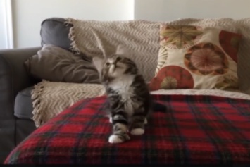 Котенок рассмешил соцсеть ритмичными танцами (видео)