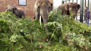 В Германии слонов накормили новогодними елками