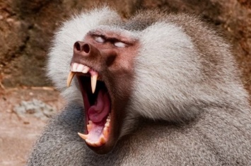 Ученые: Бабуины уничтожают чужое потомство
