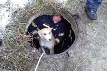 Крымские спасатели вытащили застрявшего в теплотрассе мужчину и достали из колодца собаку (ФОТО)