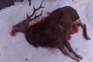Браконьеры в Черниговской области убили в национальном парке благородного оленя