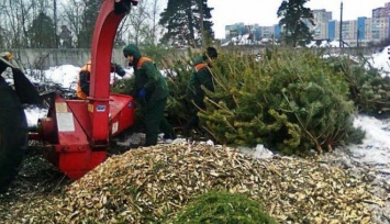 В Харькове уничтожат 50 тысяч елок
