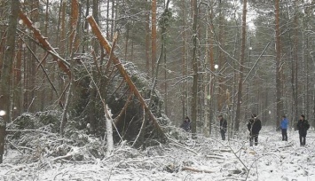 Суд вынес приговор лесорубу, вырубившему деревьев на 34 тысячи гривен