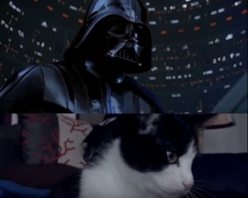 В пародии на «Звездные войны» сняли котов 