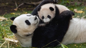 В зоопарке Шанхая скончалась панда с детенышем