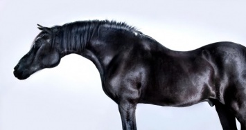 Лошадь серьезно травмировала китайского актера Энди Лау