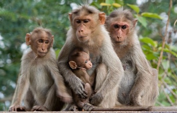 Большинство видов приматов через 25 лет могут исчезнуть