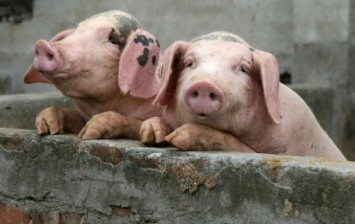 В Луганской области свиньи заболели африканской чумой