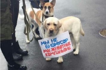 Харьковские зоозащитники просят мэрию не убивать бродячих собак (ФОТО)