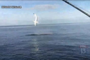 Во Флориде рыбаки сняли на видео акулу, которая прикинулась дельфином