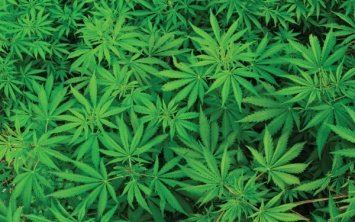 В Германии разрешили употребление марихуаны в лечебных целях
