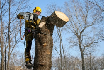 В Запорожье удалили 400 старых деревьев