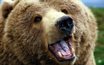 Ученые: Численность бурого медведя увеличилась в два раза за последние несколько лет