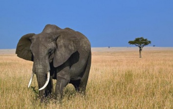 За долги. Зимбабве расплатилось с Китаем слонами