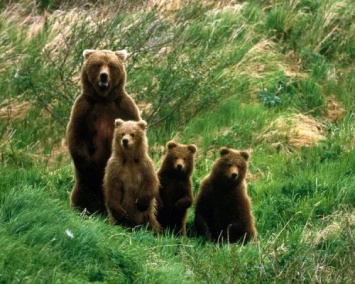 В Томской области в 2 раза выросла популяция бурого медведя