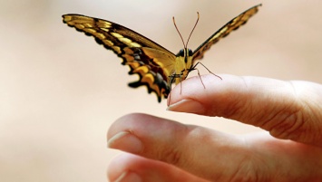 Под Хабаровском будут охранять редчайшую в мире бабочку