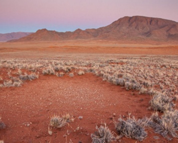 Ученые раскрыли тайну появления «ведьминых кругов» в Намибии