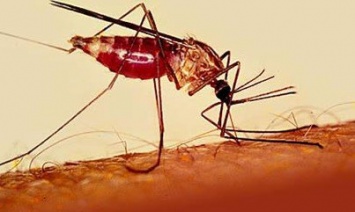 Запорожцы заразились малярией