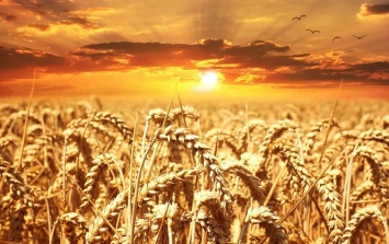 Европа увеличила квоты на импорт украинского зерна