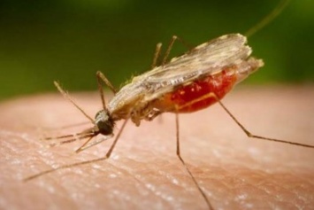 В Запорожье завезли малярию