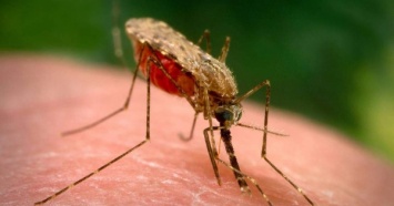 Сотрудники «Мотор-Сич» заразились тропической малярией в Африке, один скончался