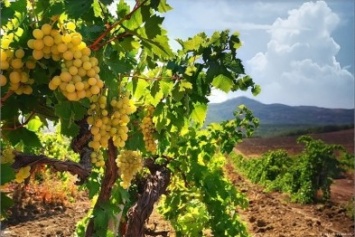 Минагрополитики вводит льготы на аренду земли для выращивания винограда на Николаевщине