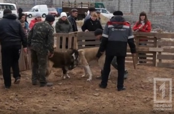 Криворожскую активистку обвиняют в организации собачьих боев с участием азиатских овчарок