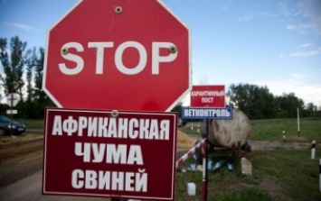Кабмин направил 45 миллионов гривень на борьбу с африканской чумой свиней на Киевщине
