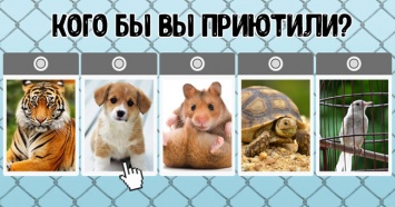 Тест: какое животное вы бы приютили? Ответ расскажет о вашем состоянии!