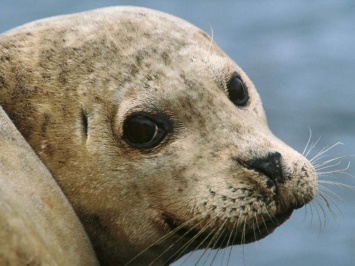 Тюлени «услышали» дыхание камбалы вибриссами