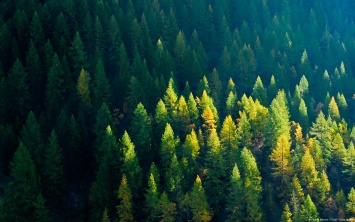 Финны научили лазерный сканер распознавать деревья