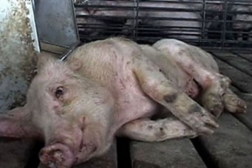 В Славянске официально подтвердили случай африканской чумы свиней. Обращение к жителям