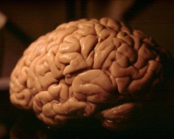 В США вырастили полностью искусственный мозг