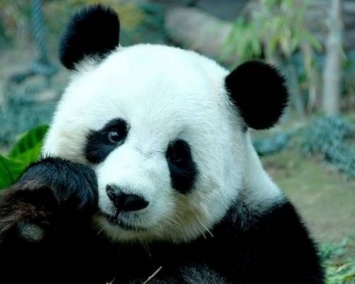 Китайские ученые при помощи панд поздравляют с Лунным Новым годом