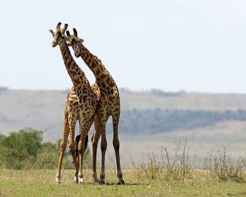Ученые: Молоко жирафов гораздо полезнее коровьего