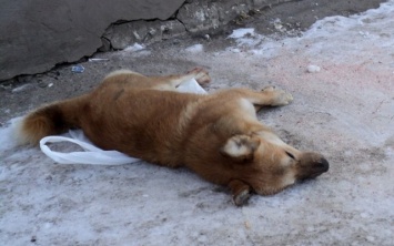 В херсонском морпорту неизвестные совершили жестокое убийство животных