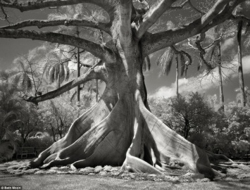 Магия самых древних деревьев мира: 10 невероятных фото