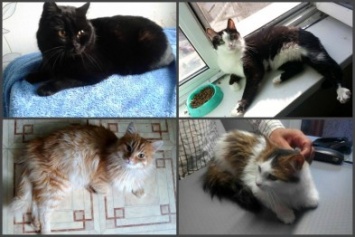 5 спасенных запорожских котиков, которым очень нужен дом, - ФОТО
