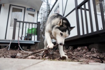 Мосгордума может запретить содержание в квартирах крупных собак