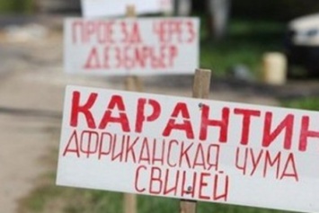 В Харькове объявлен карантин из-за африканской чумы свиней