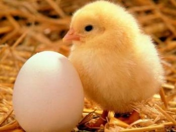 "Овостар Юнион" в 2016г увеличил производство яиц на 24%