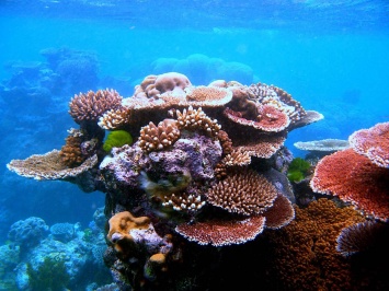 Окаменелости останков попугаев и морских ежей играют большую роль в сбережении коралов